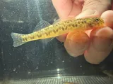 Greenside Darter, photographed in Arkansas