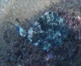 Planehead Filefish, photographed in Tarrafal de São Nicolau