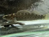 Spotted Darter, photographed in Kentucky