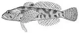 Marbled Sculpin, photographed in California