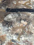 Brown Goby, photographed in Queensland