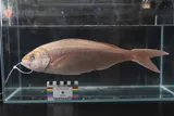 Lavender Snapper, photographed in Hawaii