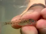 Trout-perch, photographed in Ohio