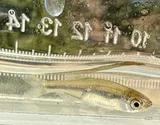 Golden Shiner, photographed in Texas