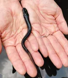 Sea Lamprey, photographed in New Brunswick