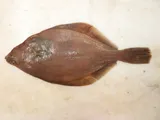 American Plaice