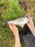 Hickory Shad, photographed in Florida