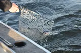 Gafftopsail Catfish, photographed in Florida