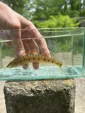 Mobile Logperch, photographed in Alabama