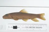 Bigeye Jumprock, photographed in Virginia
