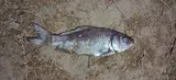 Goldfish, photographed in Región Metropolitana de Santiago