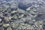 Hawaiian Aholehole, photographed in Hawaii