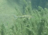 Tahoe Sucker, photographed in California