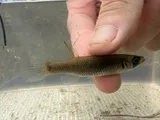 Russetfin Topminnow, photographed in Florida