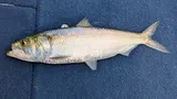 Skipjack Shad, photographed in Tennessee