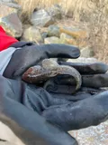 Round Goby, photographed in Varsinais-Suomi