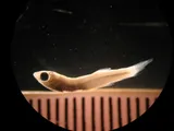 Golden Silverside, photographed in Yucatan