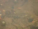 Coal Darter, photographed in Alabama