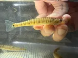 Logperch, photographed in Arkansas