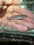 Bigeye Chub, photographed in Tennessee