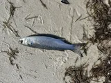 Silver Mullet, photographed in Florida