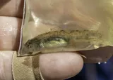 Northern Tidewater Goby, photographed in California