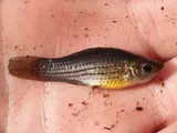 Sailfin Molly, photographed in Florida
