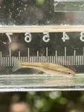 Tennessee Dace, photographed in Tennessee