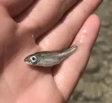 Texas Shiner, photographed in Texas