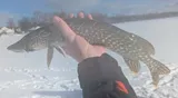 Northern Pike, photographed in Michigan