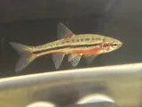 Mountain Redbelly Dace, photographed in Virginia