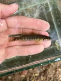 Bronze Darter, photographed in Tennessee