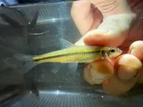Bigeye Chub, photographed in Arkansas