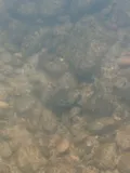 Frecklebelly Madtom, photographed in Alabama