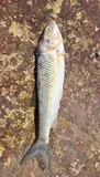 Fallfish, photographed in Ontario