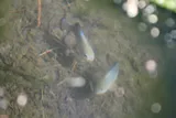 Amargosa Pupfish, photographed in California