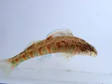 Tallapoosa Darter, photographed in Alabama