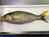 Goldflag Snapper
