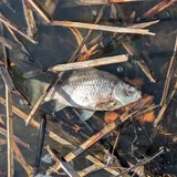 Goldfish, photographed in Wisconsin