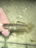 Clown Goby, photographed in Florida