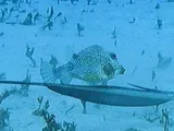 Smooth Trunkfish, photographed in West Bay