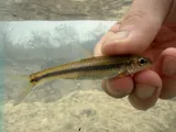 Bigeye Chub, photographed in Tennessee