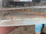 Bullhead Minnow, photographed in Mississippi