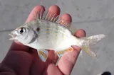 Pinfish, photographed in Florida
