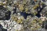 Painted Moray, photographed in Hawaii