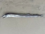 Longnose Lancetfish, photographed in California