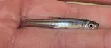 Emerald Shiner, photographed in Michigan