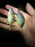 Ozark Bass, photographed in Arkansas