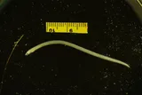 Speckled Worm Eel, photographed in Texas