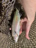 Golden Trout, photographed in California